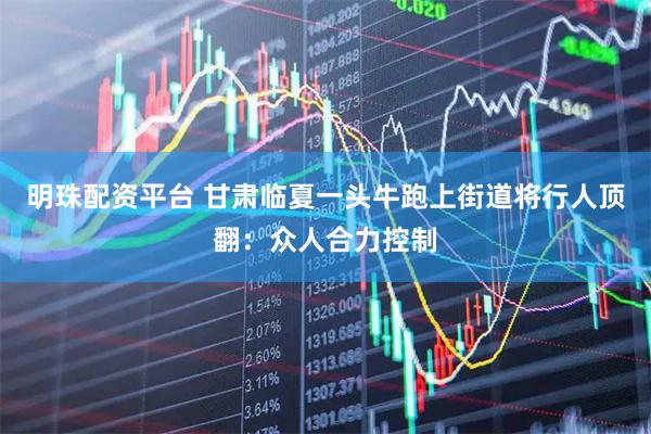 明珠配资平台 甘肃临夏一头牛跑上街道将行人顶翻：众人合力控制